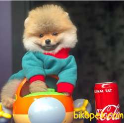 Gülen Surat Pomeranian BOO Yavrumuz  1