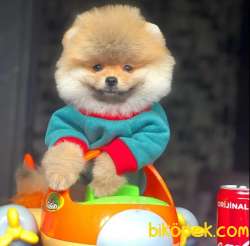 Gülen Surat Pomeranian BOO Yavrumuz  3