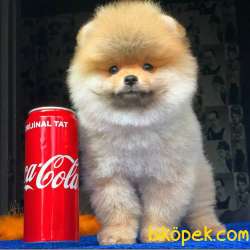 Gülen Surat Pomeranian BOO Yavrumuz  4