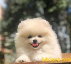 Gülen Surat Pomeranian BOO Yavrumuz 2