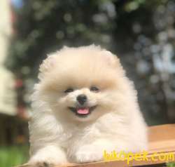Gülen Surat Pomeranian BOO Yavrumuz 1