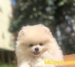Gülen Surat Pomeranian BOO Yavrumuz 3