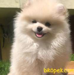 Gülen Surat Pomeranian BOO Yavrumuz 5
