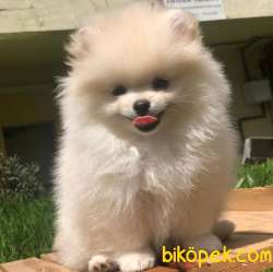 Gülen Surat Pomeranian BOO Yavrumuz 4