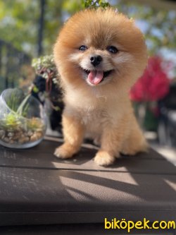 GÜLEN SURAT POMEREANİN BOO 4