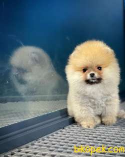 Dai̇sey Gülen Surat Sevimli Pomeranian Boo Kızımız 2