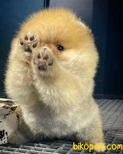 Dai̇sey Gülen Surat Sevimli Pomeranian Boo Kızımız 1