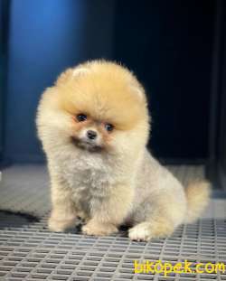 Dai̇sey Gülen Surat Sevimli Pomeranian Boo Kızımız 3