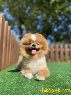 GÜLEN SURAT TEDDY BEAR POMERANİAN BOO 2