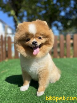 GÜLEN SURAT TEDDY BEAR POMERANİAN BOO 1