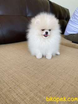 Gulen Surat Teddy Face Pomeranian Boo Yavrular 2