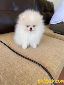 Gulen Surat Teddy Face Pomeranian Boo Yavrular 3