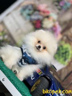 GÜLEN SURAT TEDDYBEAR SAFKAN POMERANİAN BOO YAVRULARIMIZ 2