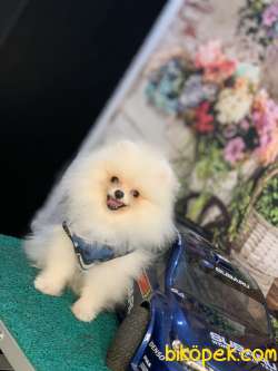 GÜLEN SURAT TEDDYBEAR SAFKAN POMERANİAN BOO YAVRULARIMIZ 5