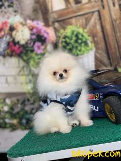 GÜLEN SURAT TEDDYBEAR SAFKAN POMERANİAN BOO YAVRULARIMIZ 4