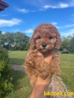 Gulen Surat Toy Poodle Bebekler 2