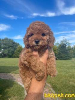 Gulen Surat Toy Poodle Bebekler 3