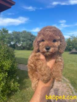 Gulen Surat Toy Poodle Bebekler 1