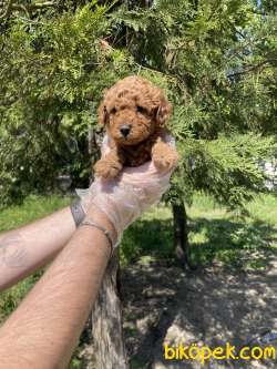 GÜLEN SURAT TOY POODLE BEBEKLERİMİZ 4