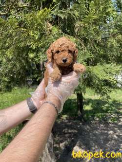 GÜLEN SURAT TOY POODLE BEBEKLERİMİZ 2