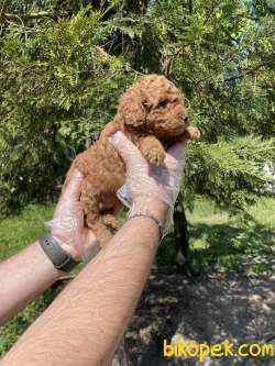 GÜLEN SURAT TOY POODLE BEBEKLERİMİZ 3