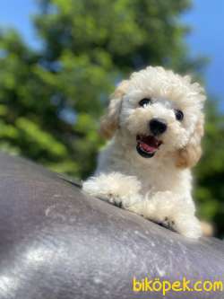GÜLEN SURAT TOY POODLE OĞLUMUZ 3