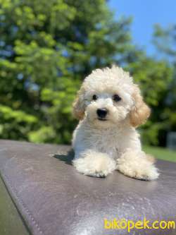GÜLEN SURAT TOY POODLE OĞLUMUZ 2