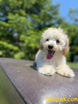 GÜLEN SURAT TOY POODLE OĞLUMUZ 1