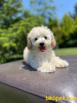 GÜLEN SURAT TOY POODLE OĞLUMUZ 4