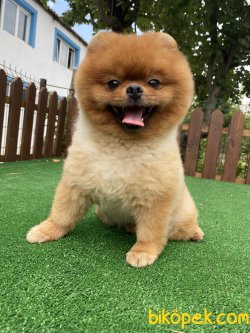 GÜLEN SURAT ÜST KALİTE POMERANİAN BOO 1