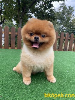 GÜLEN SURAT ÜST KALİTE POMERANİAN BOO 2