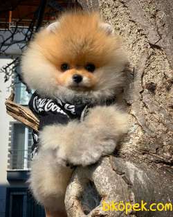 Gülen Surat Yakışıklı Pomeranian Boo MARİO 4
