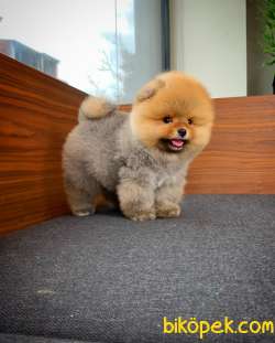 Gülen Surat Yakışıklı Pomeranian Boo Oğlumuz ÇAPKIN 3
