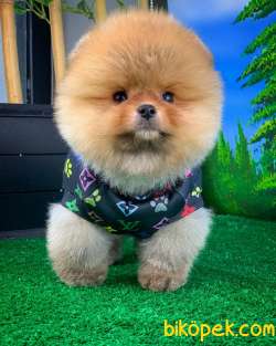 Gülen Surat Yakışıklı Pomeranian Boo Oğlumuz ÇAPKIN 2