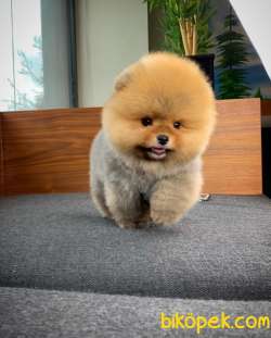 Gülen Surat Yakışıklı Pomeranian Boo Oğlumuz ÇAPKIN 4