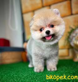 Feli̇x Gülen Surat Yakışıklı Pomeranian Boo Oğlumuz 1