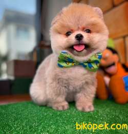 Feli̇x Gülen Surat Yakışıklı Pomeranian Boo Oğlumuz 2