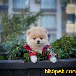 Satılık Gülen Surat Yakışıklı Pomeranian Boo Oğlumuz Feli̇x 4
