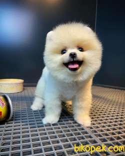 Gülen Surat Yakışıklı Pomeranian Boo Oğlumuz FELİX 3