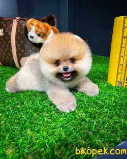 Gülen Surat Yapısına Sahip Mini Boy Pomeranian Boo Yavrumuz 4