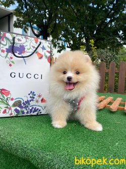 GÜLEN SYRAT AYICIK POMERANİAN BOO 2