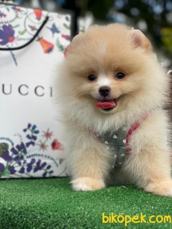 GÜLEN SYRAT AYICIK POMERANİAN BOO 1