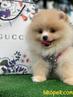 GÜLEN SYRAT AYICIK POMERANİAN BOO 3