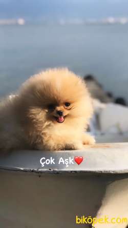 GÜLEN YÜZ AYI SURAT BOO PAŞA 2