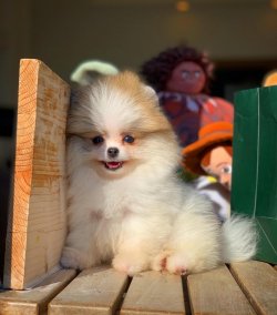 Gülen Yüz Pomeranian Boo Yavrularımız 5