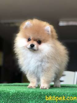 Gülen Yüz Pomeranian Yavrularımız 1