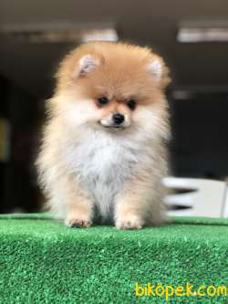 Gülen Yüz Pomeranian Yavrularımız 3