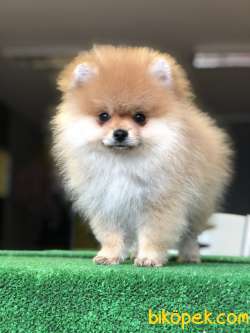 Gülen Yüz Pomeranian Yavrularımız 2