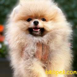 Güleryüzlü Teddy Bear Oğlumuz 1