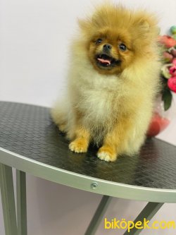 Güleryüzlü Teddybear Dişi 3
